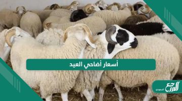 كم تبلغ أسعار أضاحي العيد 2024 في السعودية